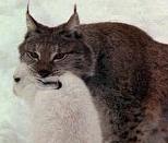 Lynx with hare